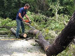Best Tree Cabling and Bracing  in Rochester, MN