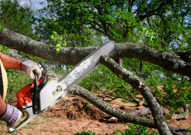 Best Root Management and Removal  in Rochester, MN